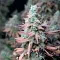 Gorilla Frost