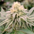 Gorilla Frost