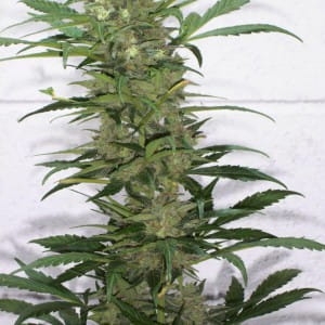 Creative od Ketama Seeds nasiona marihuany