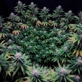 Gorilla Frost