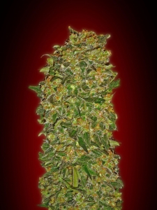 Female Collection #2 od 00 Seeds Bank nasiona marihuany