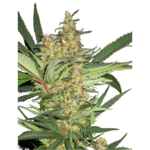 Amajikoym od Super Strains nasiona marihuany