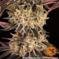 PURPLE PUNCH X LEMON DRIZZLE