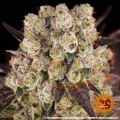 PURPLE PUNCH X LEMON DRIZZLE