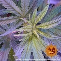 Pineapple Haze