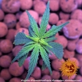 Pineapple Haze