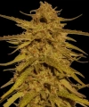 Pineapple Haze