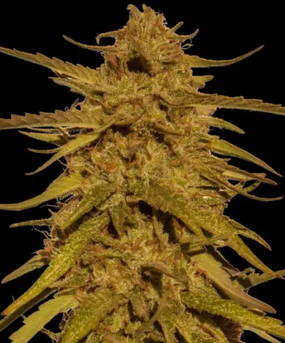 Pineapple Haze