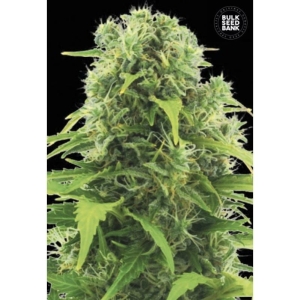 Auto Northern Light od Bulk Seed Bank nasiona marihuany