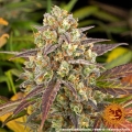 AMNESIA HAZE AUTO