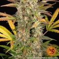 AMNESIA HAZE AUTO