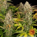 AMNESIA HAZE AUTO