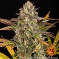 AMNESIA HAZE AUTO