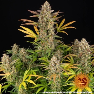 AMNESIA HAZE AUTO od Barney's Farm nasiona marihuany