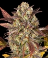 AMNESIA HAZE AUTO