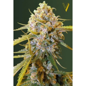Big Bud od Victory Seeds nasiona marihuany