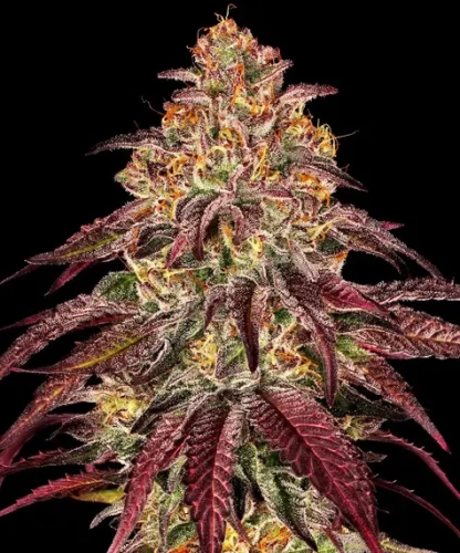 MIMOSA X ORANGE PUNCH AUTO