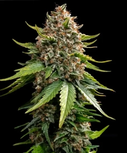 WHITE WIDOW XXL AUTO od Barney's Farm nasiona marihuany