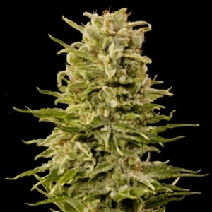 Auto AK od Grass-O-Matic nasiona marihuany