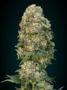 Feminized Collection #1 od Advanced Seeds nasiona marihuany