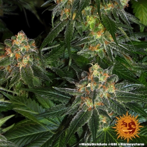 MOBY DICK AUTO  od Barney's Farm nasiona marihuany