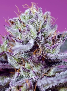 Diablo’s Delight XL Auto® od Sweet Seeds nasiona marihuany