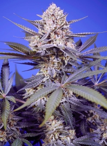 Pineapple Slush XL Auto® od Sweet Seeds nasiona marihuany