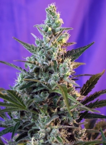 Sweet Skunk Auto® od Sweet Seeds nasiona marihuany