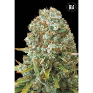 Moby Big od Bulk Seed Bank nasiona marihuany