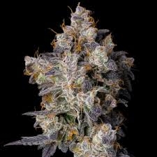 Dirty Diana od Cookies Seeds nasiona marihuany