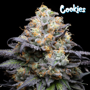 Double Sherb od Cookies Seeds nasiona marihuany