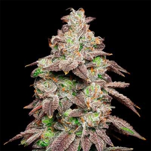 Fried Banana od Cookies Seeds nasiona marihuany