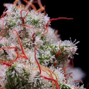 PEACH CRESCENDO AUTO RF3 od Ethos Genetics nasiona marihuany
