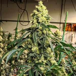 SOUR G R1 od Ethos Genetics nasiona marihuany