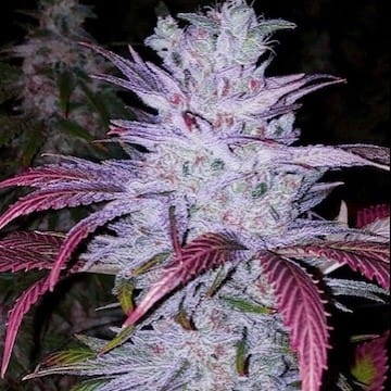 Early Lemon Berry RBX