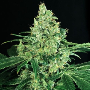 Sir Jack od Exotic Seed nasiona marihuany