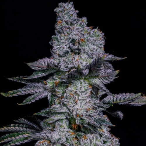 Pineapple Runtz AUTO