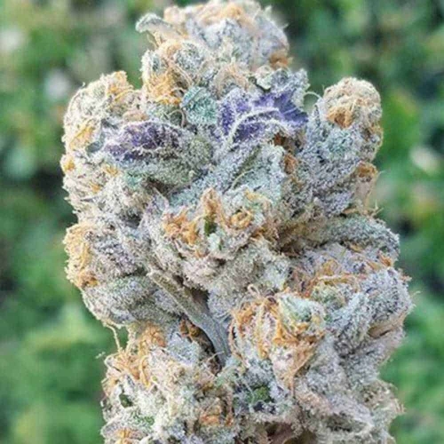 Slurricane