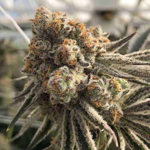 Platinum Scout V2 od Inhouse Genetics nasiona marihuany