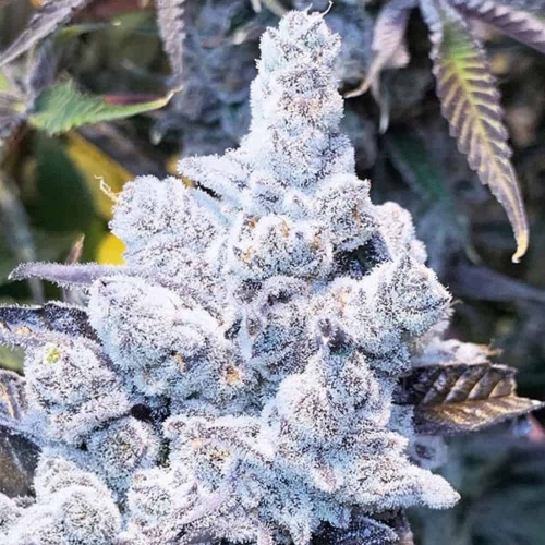 Slurricane #7 S1