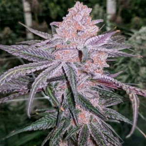 Jellysickle od Inhouse Genetics nasiona marihuany