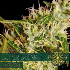 Super Skunk Auto od Vision Seeds nasiona marihuany