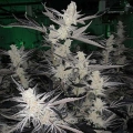 Platinum Kush Breath Remix