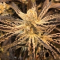 Platinum Kush Breath Remix