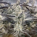 Platinum Kush Breath Remix