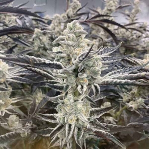 Platinum Kush Breath Remix od Inhouse Genetics nasiona marihuany