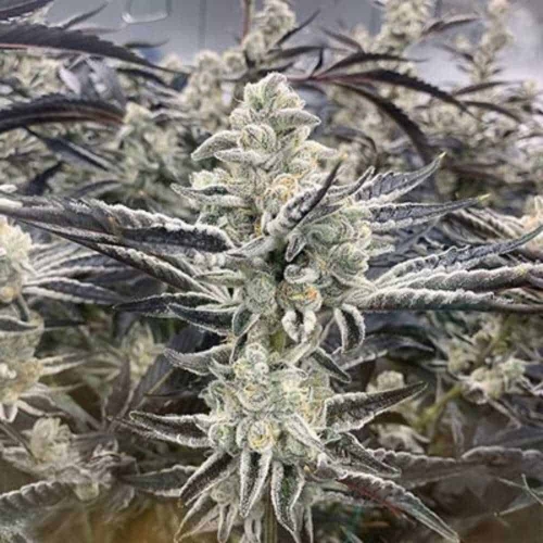Platinum Kush Breath Remix