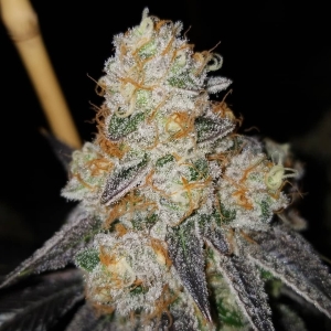 Dolato S1 od Inhouse Genetics nasiona marihuany