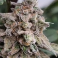 Frozen Gelato