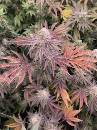 Zurple Punch BX od Inhouse Genetics nasiona marihuany